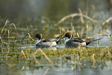 Close up shot of Northern pintail or Anas acuta family or pair water birds floating together in...