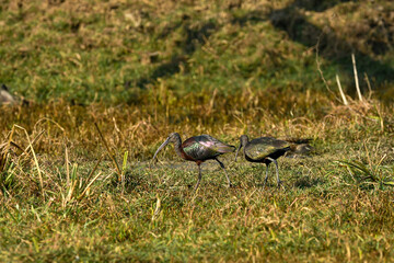 Glossy ibis in wetland of keoladeo ghana national park or bharatpur bird sanctuary rajasthan india - Plegadis falcinellus - obrazy, fototapety, plakaty
