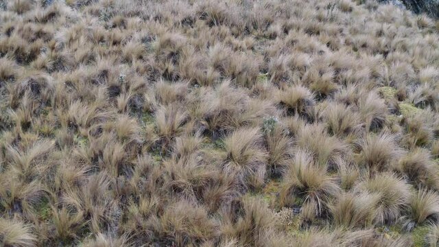 Pajonal de paramo Ecuatoriano. 
Aerial shot of Los Andes.  
Straw vegatation in Los Andes mountains