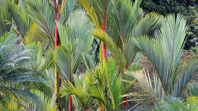 Multiple lipstick palms standing closely together in central America. Still footage of Cyrtostachys renda forest with fronds swaying in the warm pacific wind. Blurry tropical forest in background.