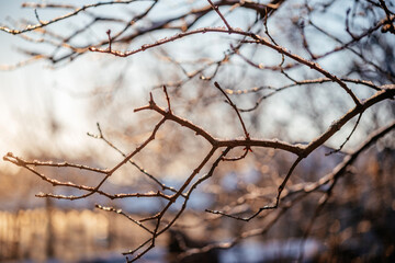 Fototapeta na wymiar Naked tree branches covered with frost winter background at sunrise