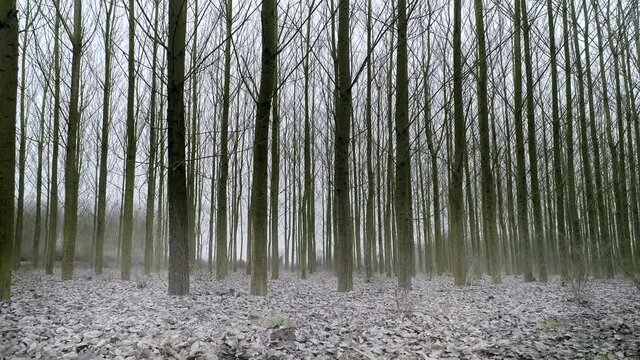 Poplar Trees With Fallen Leaves in Autumn