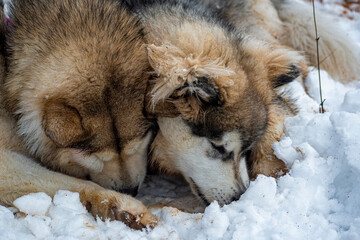 Dogs digging a hole in snow. Two funny Alaskan Malamutes playing in the mud. Best friends in the outdoors. Selective focus on the animals, blurred background.