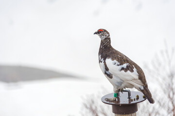 Japanese rock ptarmigan on snowy mountain at Murodo, Tateyama Kurobe Alpine Route, Japan.