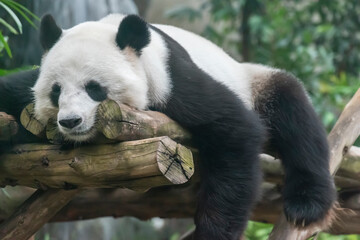 A sleeping giant panda bear