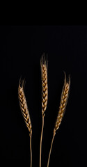 Three stems of wheat on a black background. Dry wheat spikelets on a dark background, close up
