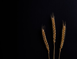 Three stems of wheat on a black background. Dry wheat spikelets on a dark background, close up