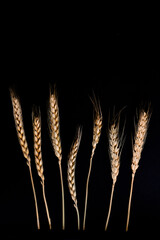 Three stems of wheat on a black background. Dry wheat spikelets on a dark background, close up