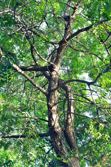 tree trunk canopy with green leaf background, Low angle view