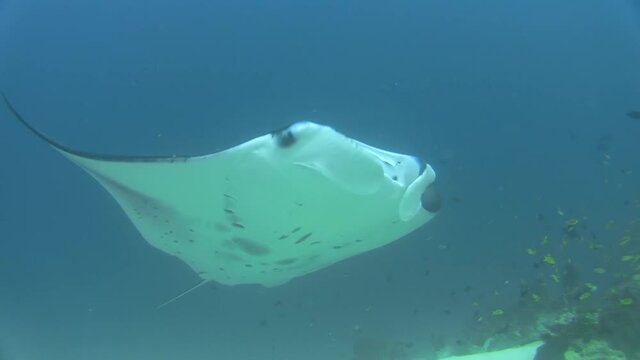 male Manta ray with open mouth close to sandy bottom, suddenly winces and rises to shallower depths while exposing belly, turns back to camera