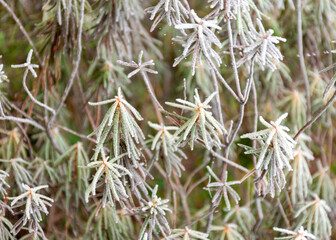 the first frost by the bog lake, frosted in the hall in the foreground, the horizon blurred in the fog