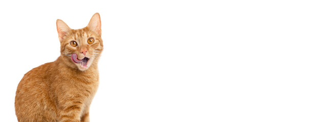 Hungry cat on a white background isolated. Ginger tabby kitten licking its lips. Banner of sales...