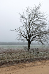 fog landscape with the first frost, beautiful white frosted tree silhouettes on the side of the dirt road