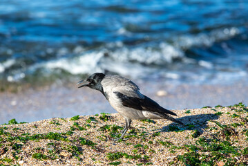 a Corvus cornix bird on the seashore