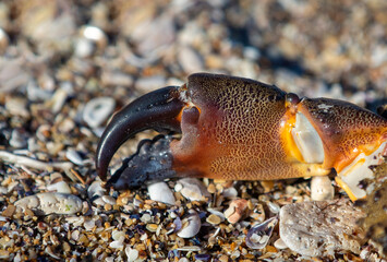the claws of a crab in close up