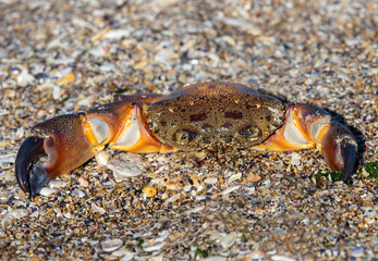 A crab on the sand