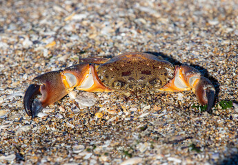 a dead crab on the sand