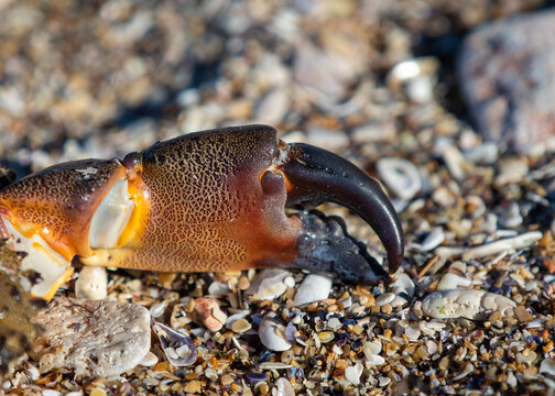 a close-up with the tongs of a crab
