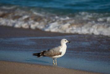 a seagull on the seashore