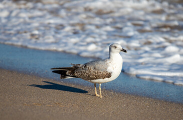 a seagull at the seaside