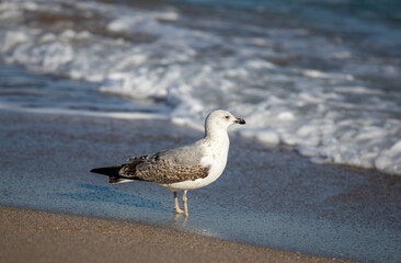 a seagull on the seashore