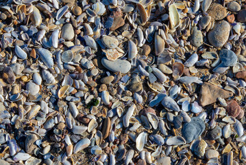 a close-up with many shells on the beach