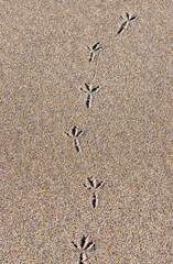 Fototapeta na wymiar Traces of a bird on the sand