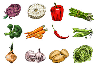 Vector hand-drawn vegetable illustration set. Vintage style. Retro food menu. Vintage sketch.