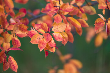 red autumn leaves