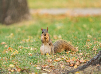 squirrel in the forest