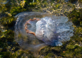 A jellyfish in the sea water