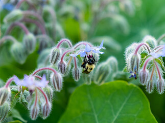 bee on a flower