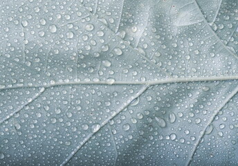 Green leaf with rain drops of water
