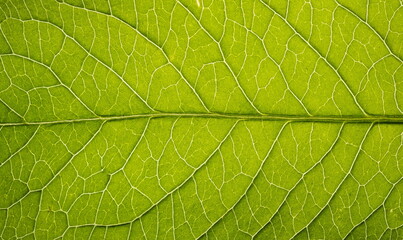 Naklejka na ściany i meble Close up leaf texture. Macro background 
