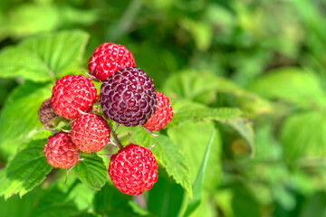 Brush of ripe raspberry berries on branch among green leaves. Close-up. Raspberry advertising background. Topic: gardening, harvest