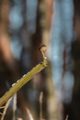 The Eurasian wren sitting on a twig, Troglodytes troglodytes, a bird that makes interesting sounds, sings beautifully, small, fast and agile, builds a nest in the windings