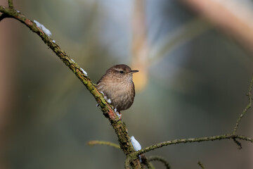 The Eurasian wren sitting on a twig, Troglodytes troglodytes, a bird that makes interesting sounds, sings beautifully, small, fast and agile, builds a nest in the windings
