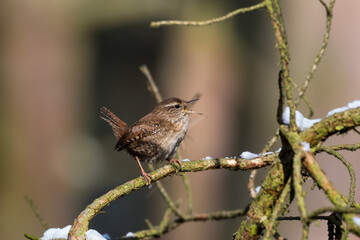 The Eurasian wren sitting on a twig, Troglodytes troglodytes, a bird that makes interesting sounds, sings beautifully, small, fast and agile, builds a nest in the windings