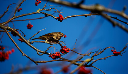 Mistle thrush feasting on rowan berries