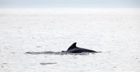Fototapeta premium Pilot whale (Globicephala melas) breathing on the surface, Atlantic Ocean