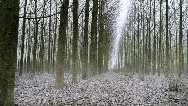 Poplar Trees With Fallen Leaves in Autumn