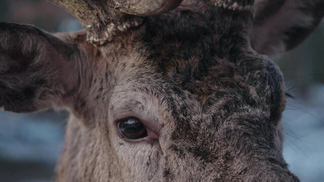 Close Up Of Adult Red Deer In The Forest