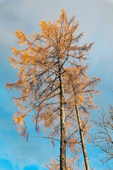 Nadelbaum in der Abensonne