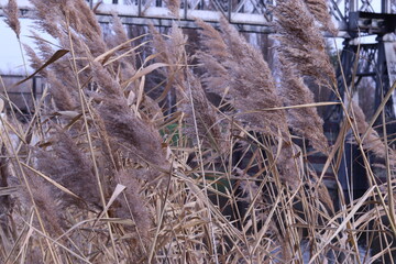 the reed by the river is ideal for the background