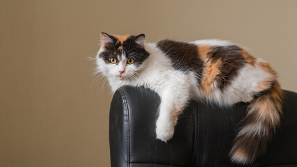 Adorable cat relaxing on the sofa at home