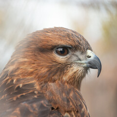 Common buzzard buteo buteo, in the zoo Close up