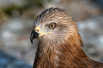 Red kite Milvus milvus, is bird of prey in the family Accipitridae
