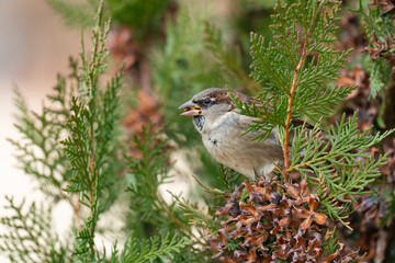 Male House Sparrow Passer domesticus in the habitat