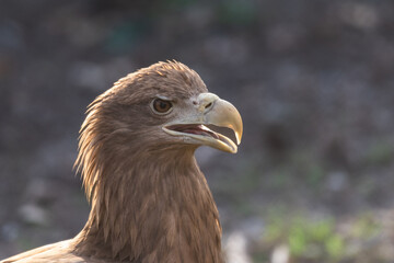 White-tailed Sea Eagle Haliaeetus albicilla