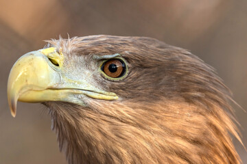 White-tailed Sea Eagle Haliaeetus albicilla